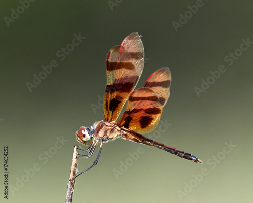 Halloween Pennant Dragonfly on Twig photo