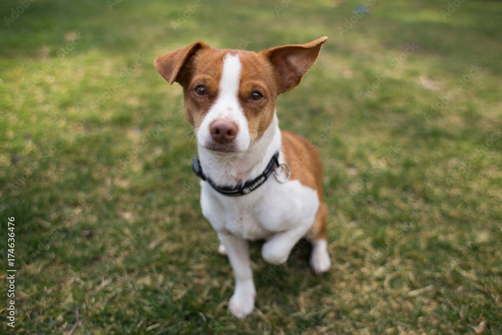Young Dog Sitting on Grass