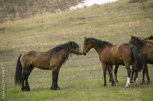 The horses kiss on the background of nature and find out who is the main and get acquainted. Battle for the female.