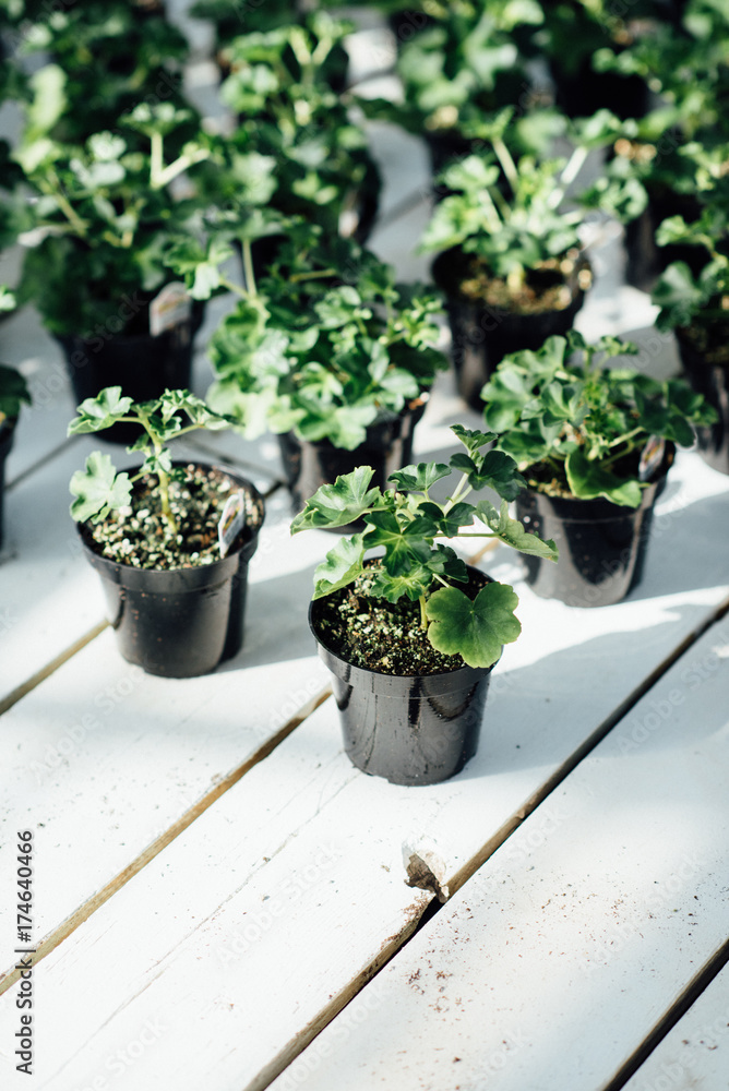 Geranium planters Geranium planters