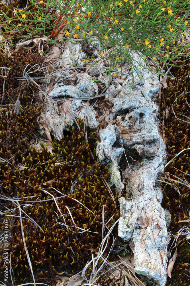 Old dried wood on a bed of moss and orangegrass in bloom
Old dried wood on a bed of moss and orangegrass in bloom