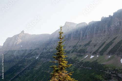 Lone Tree in Logans Pass photo