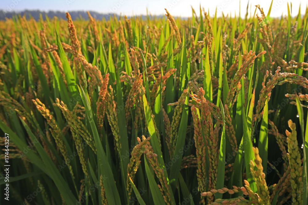 Fototapeta premium The autumn rice fields