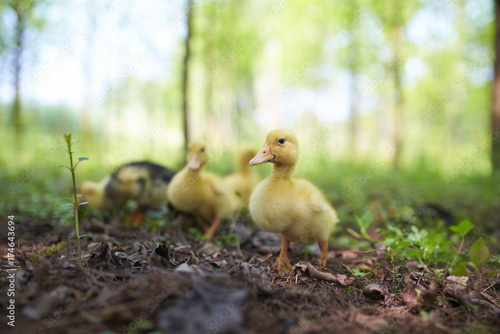 lovely yellow ducklings outdoor