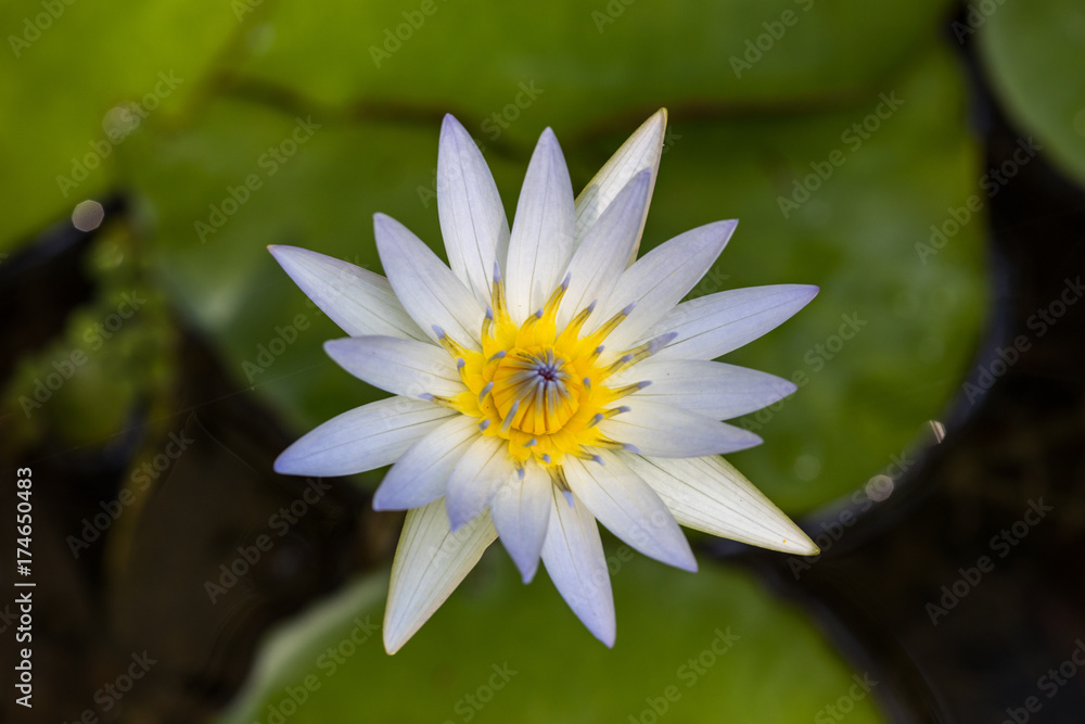 White lily on lily pad White lily on lily pad