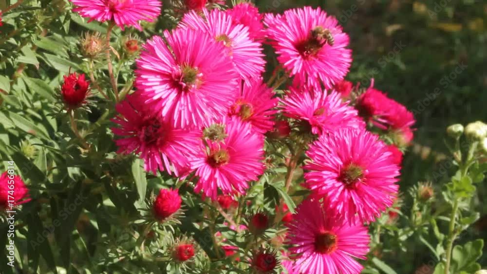 Bee on a flower of chrysanthemum
Autumn flowers of chrysanthemum give bees last nectar and pollen.
Bee on a flower of chrysanthemum
Autumn flowers of chrysanthemum give bees last nectar and pollen.