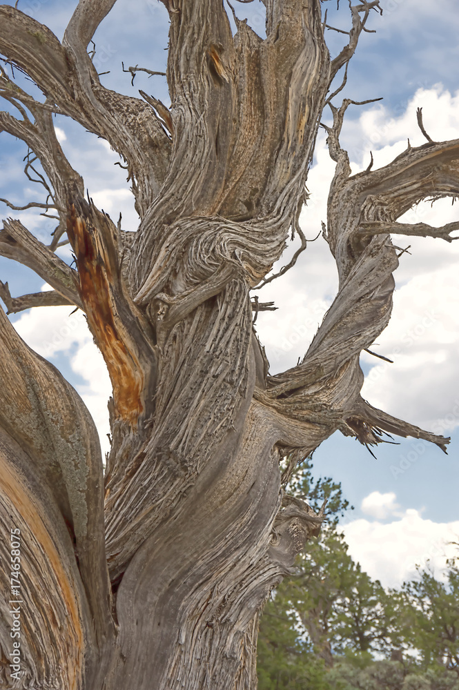 Fototapeta premium Twisted Juniper Tree