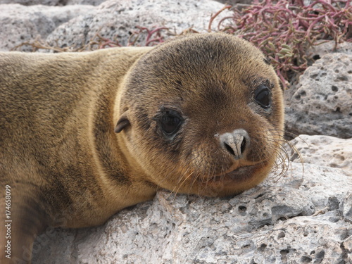 Baby sea lion in Galapagos Islands, Ecuador