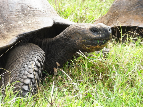 giant tortoise in Galapagos Islands, Ecuador