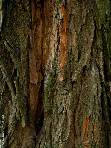 Structure of the bark of the tree. Wooden background. Close up texture of tree bark.