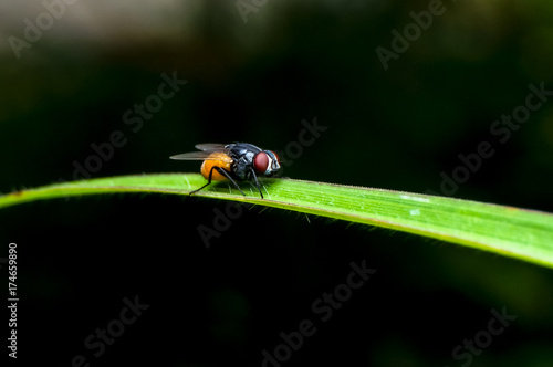 close up shot of a common house fly on the grass