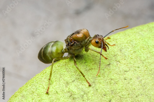 close up view of a giant ant