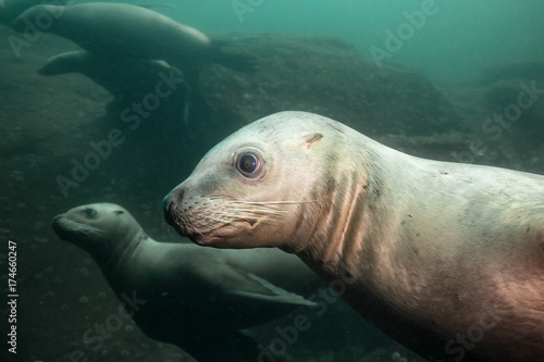 Cute face of a young Sea Lion underwater. Picture taken in Hornby Island, British Columbia, Canada.