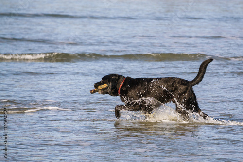 Dog running in the water on a beach in Tofino, Vancouver Island, British Columbia, Canada. Picture taken on a bright, sunny and hazy winter day.
