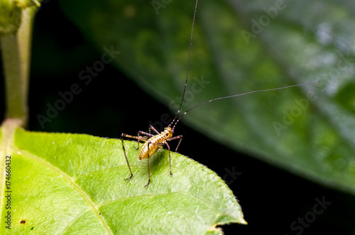 close up shot of a cricket on the green leaf © ZAIRIAZMAL