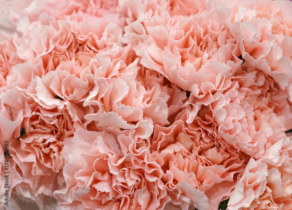 Close up on fresh pink carnations background