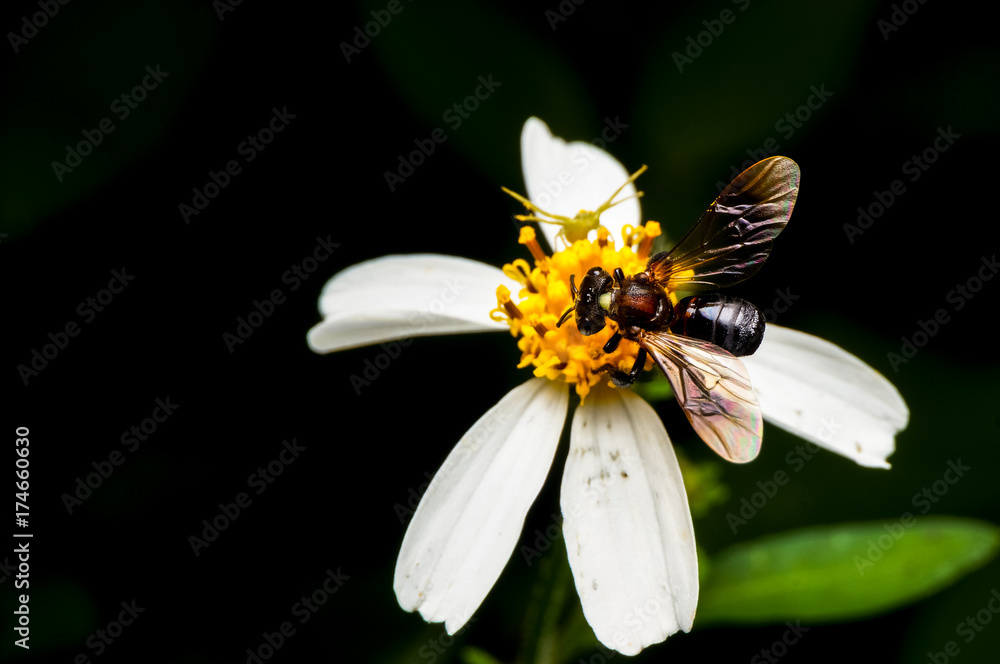 close up shot of a bee collecting nectar on flower close up shot of a bee collecting nectar on flower
