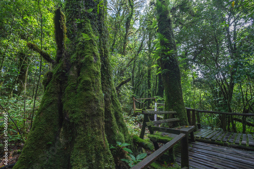 The natural beautiful scenery of rain forest in northern Thailand.