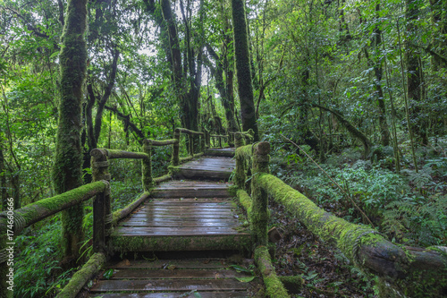 The natural beautiful scenery of rain forest in northern Thailand..