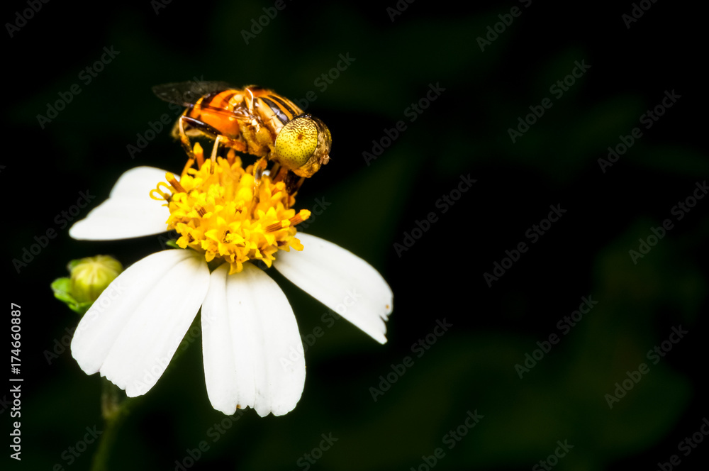 close up shot of a hoverfly collecting nectar on flower close up shot of a hoverfly collecting nectar on flower