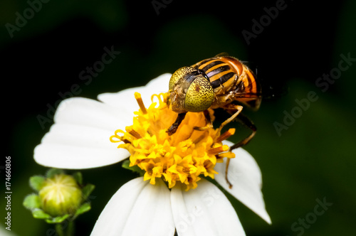 close up shot of a hoverfly collecting nectar on flower