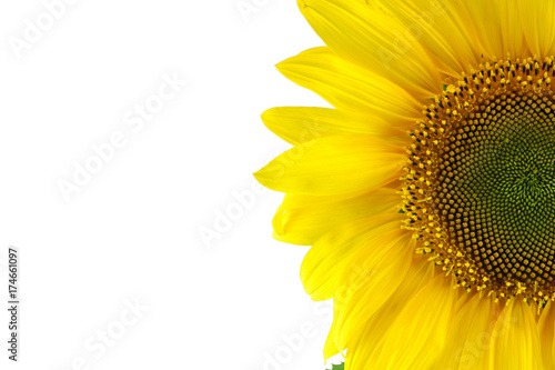 Half sunflower isolated on white background
