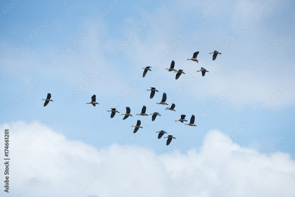 Obraz premium Birds are flying in the sky,Lesser whistling duck (Leader)