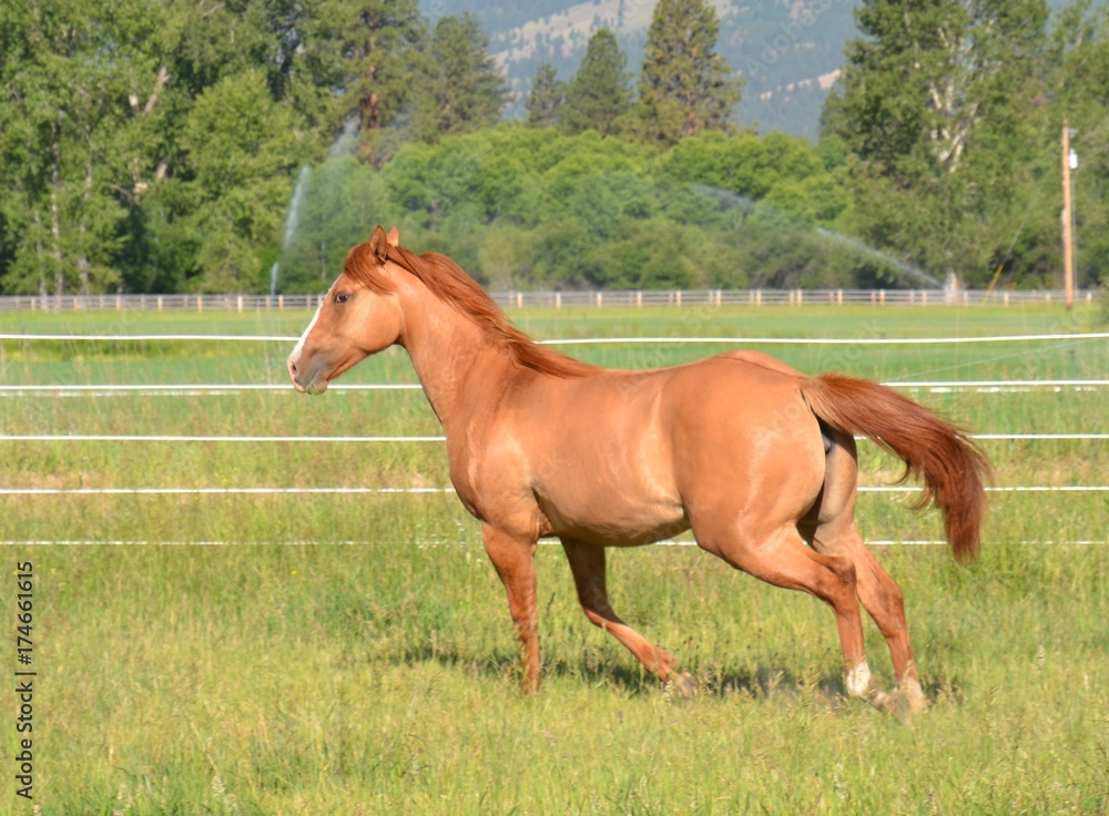 Yearling Horse