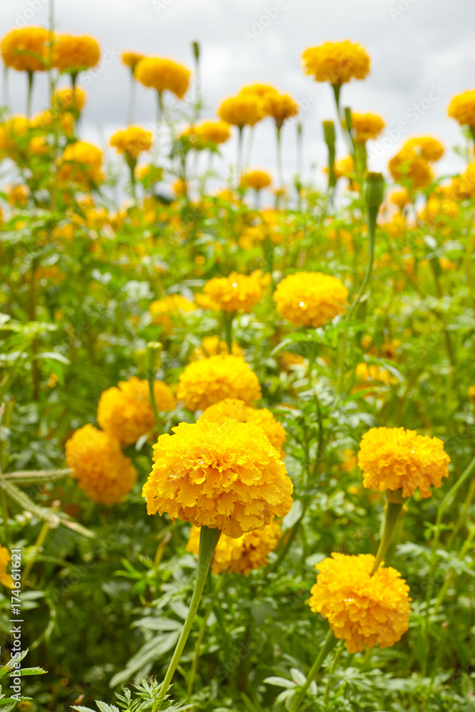 Obraz premium Yellow Marigolds flowers
