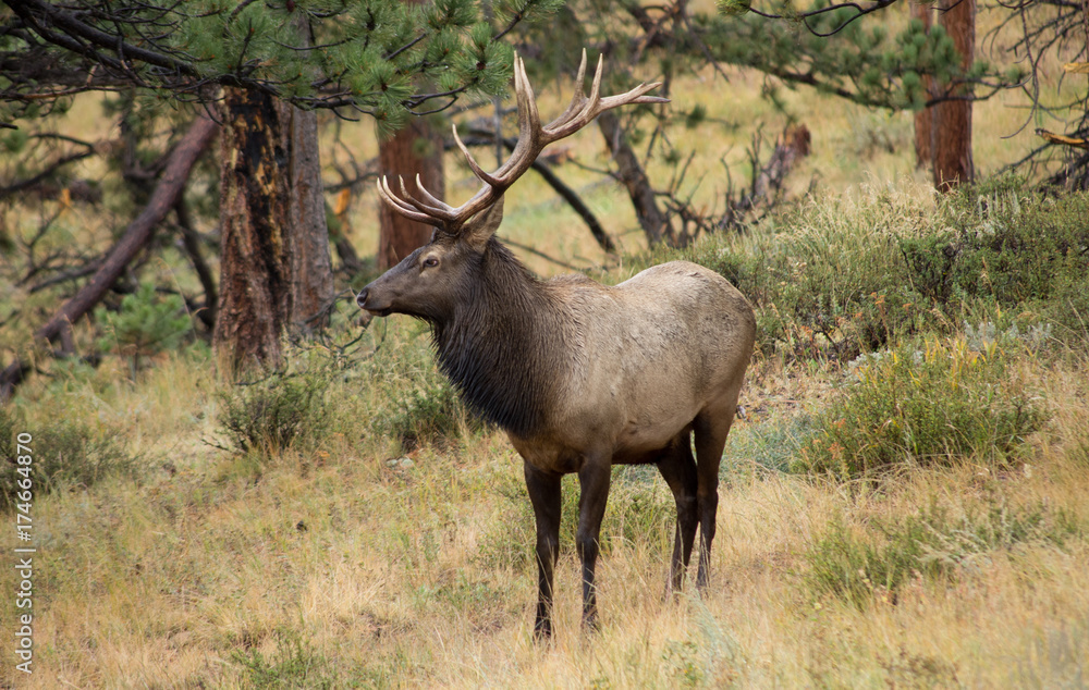Bull elk in profile Bull elk in profile