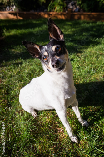 Cute portrait of a small family dog, toy fox terrier, sitting on green grass during a sunny day.