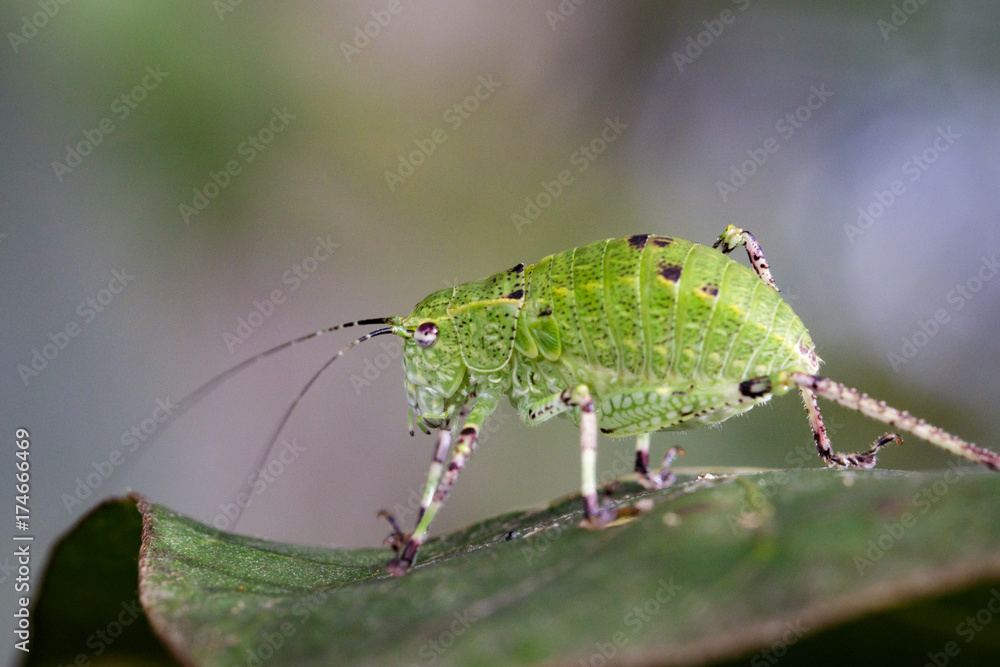 Fototapeta premium Image of Katydid Nymph Grasshoppers (Tettigoniidae) on green leaves. Insect Animal