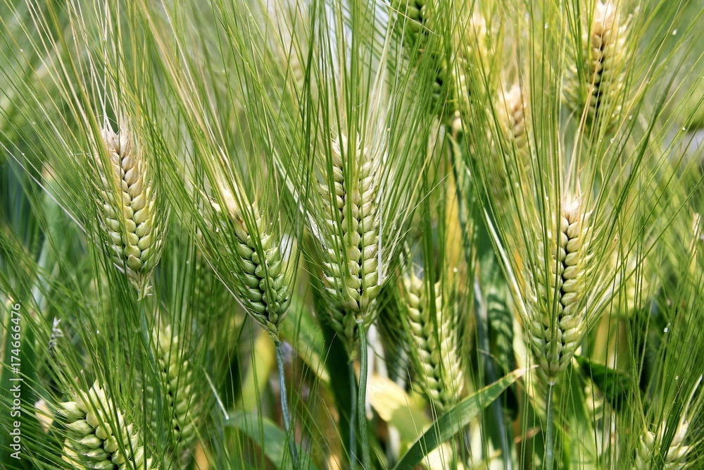 Green Barley field Green Barley field