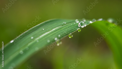 Water droplet on grass leaf, select focus and blur background