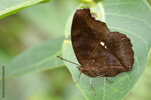 Image of Chocolate Pansy Butterfly (Junonia iphita Cramer, 1779) on green leaves. Insect Animal. photo