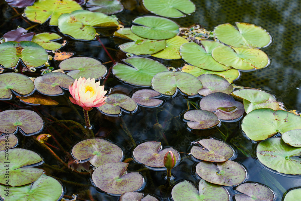 Lily pond with flower and other plants, Pond with lilies background Lily pond with flower and other plants, Pond with lilies background