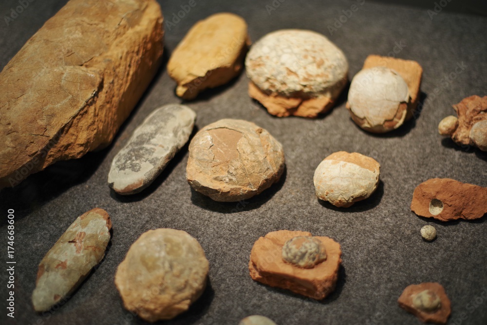 発掘された恐竜の卵の化石 発掘された恐竜の卵の化石