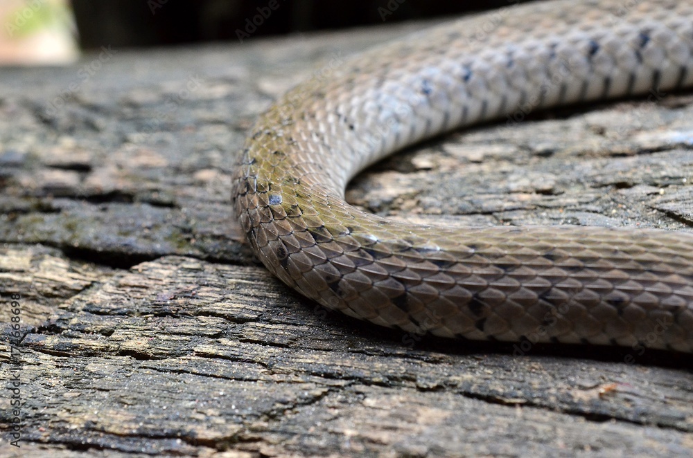 Obraz premium Snake, snake out to sunbathe on logs. and wait to prey.