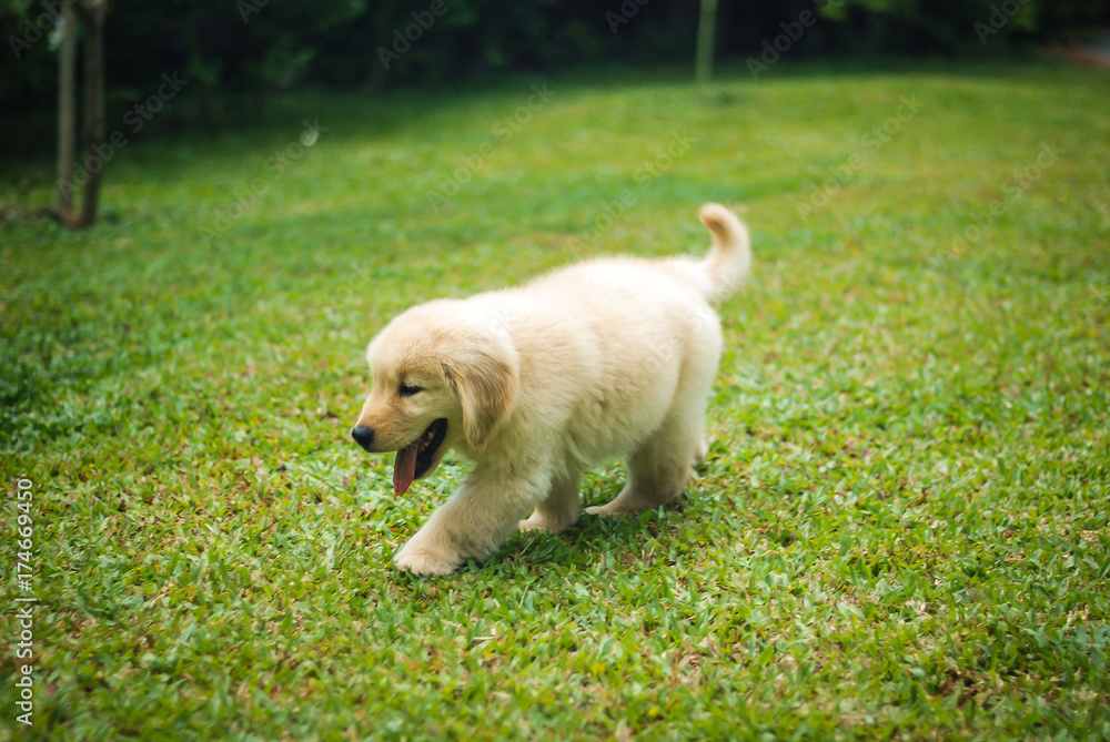 Golden Retriever Puppy Walking Happily in the Garden Golden Retriever Puppy Walking Happily in the Garden