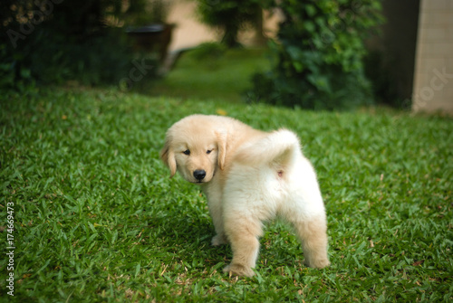 Golden Retriever Standing Happily in the Garden