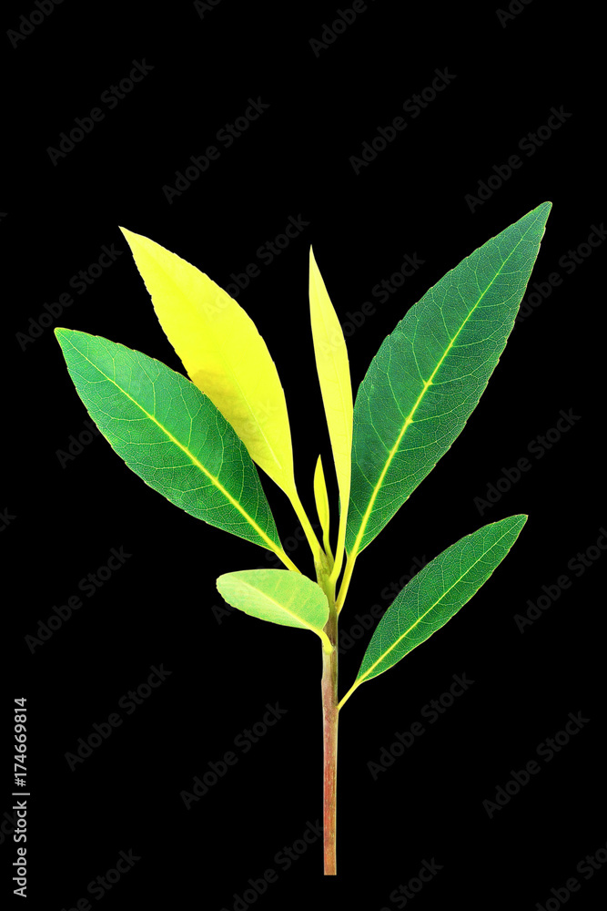 Fototapeta premium The Green leaves on black background.