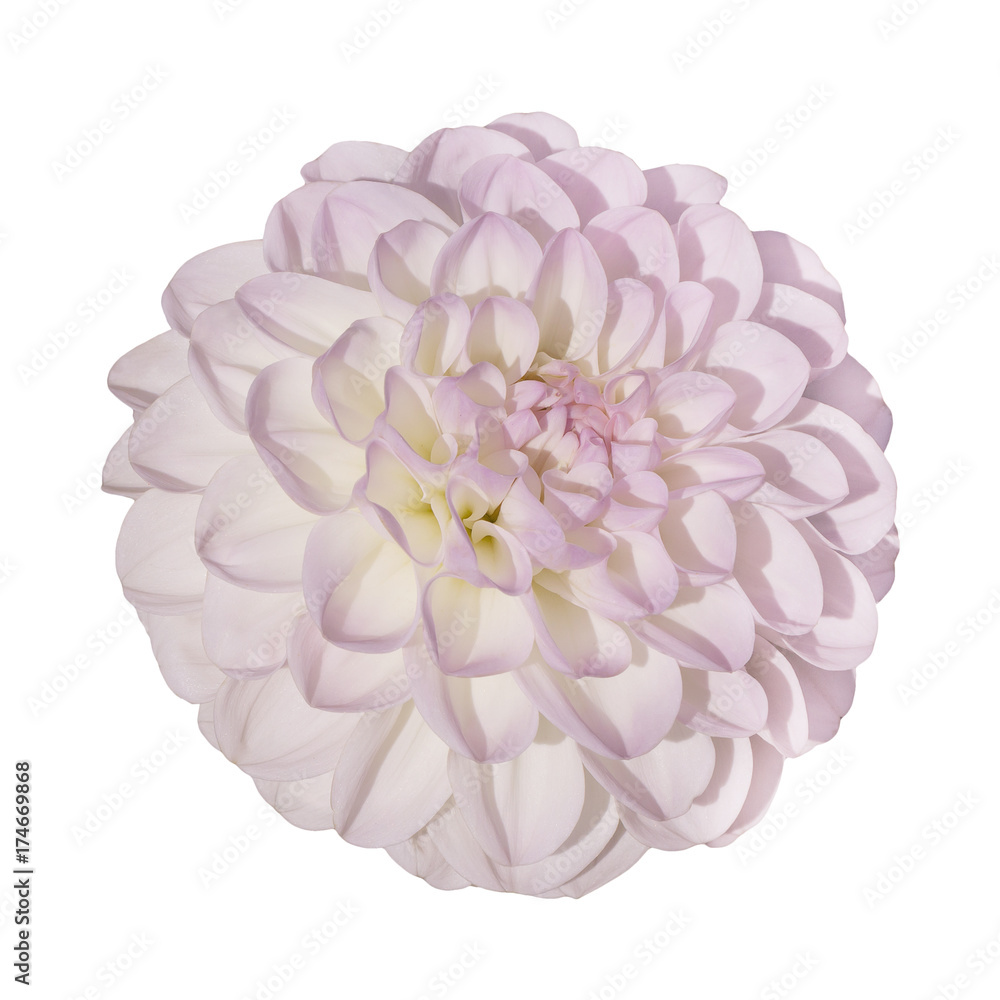 ombre pink yellow head of a dahlia flower ombre pink yellow head of a dahlia flower
