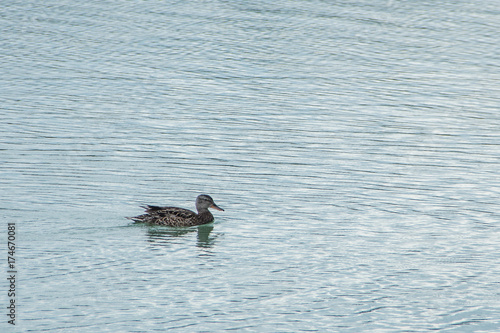 A wild duck swims on the water on a lake or river.