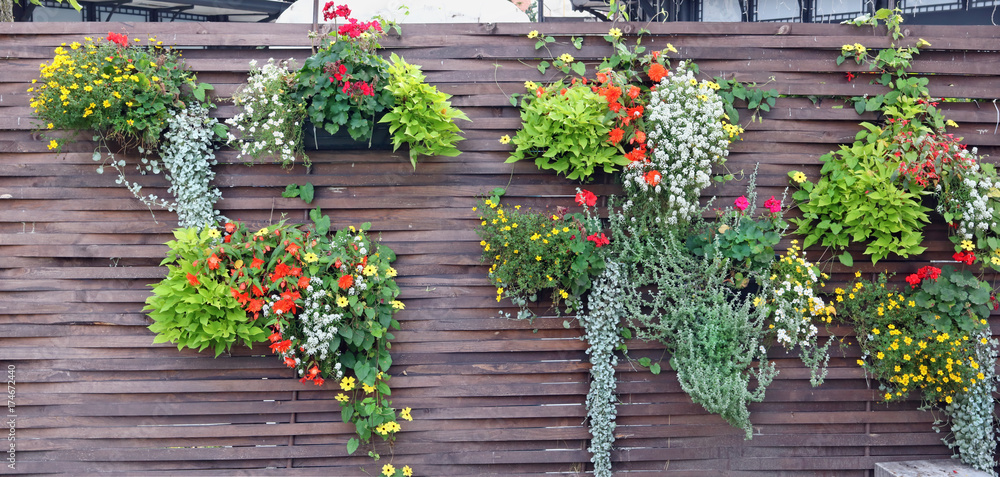 Fototapeta premium Wooden fence with flowerpots and blossoming plants