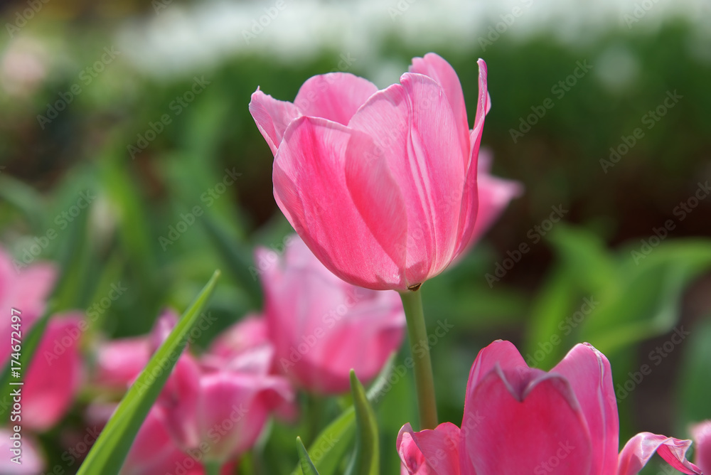 Obraz premium Pink tulips in garden background : Close up