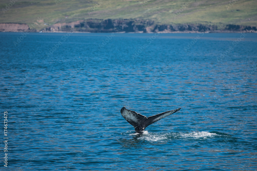 Fototapeta premium Caudal fin of a humpback whale