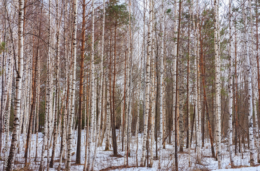 Birch trees in the spring forest Birch trees in the spring forest