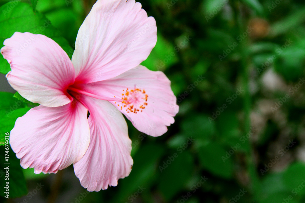 flower flower