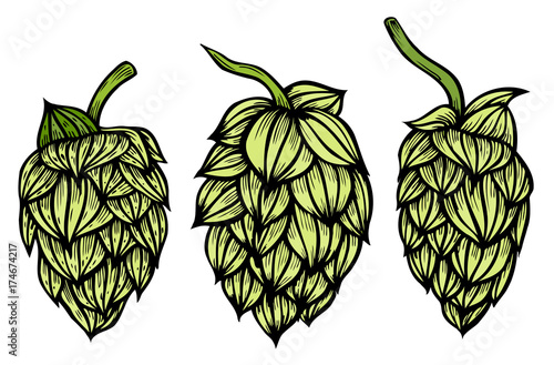 engraving style Hops set