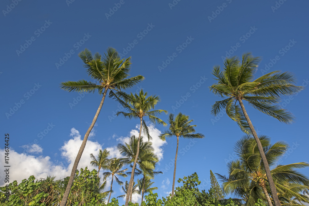 Coconut trees and the blue sky